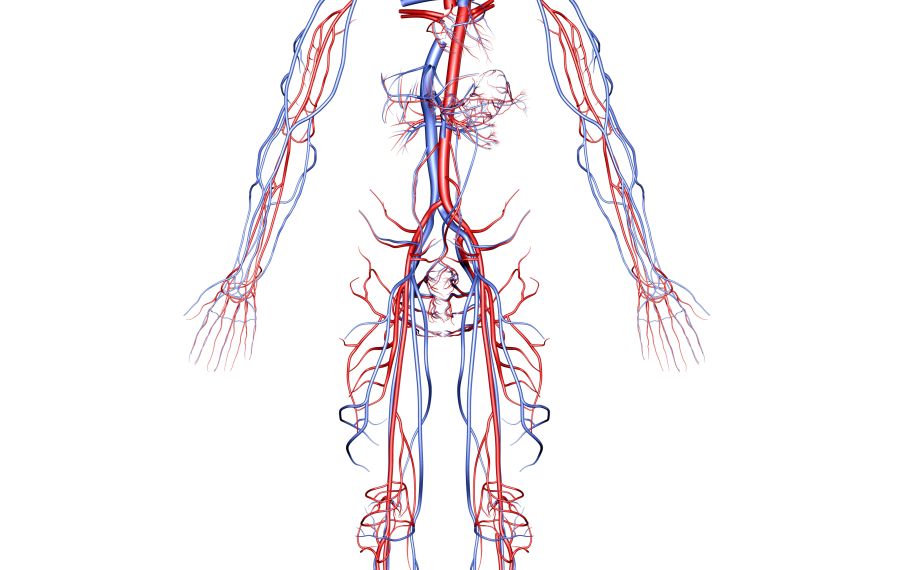 Human Arteries and Veins
